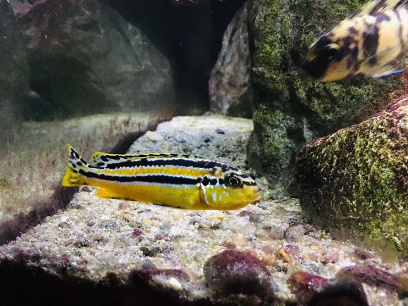 Melanochromis auratus 'Nakantenga Island'